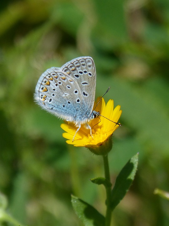 Polyommatus Icarus Blaueta Blue Butterfly Butterfly