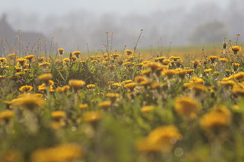 dandelion-field-nature-grass-thumbnail